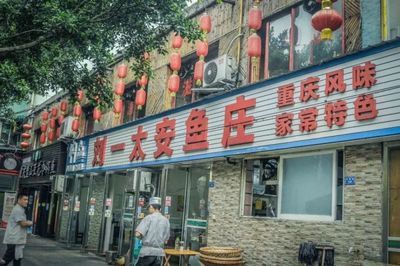 成都金龍魚港：成都金龍漁港分店 龍魚百科 第2張