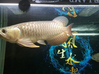 龍魚之巔官網(wǎng)下載：龍魚之巔app新手養(yǎng)魚指南, 龍魚百科 第4張