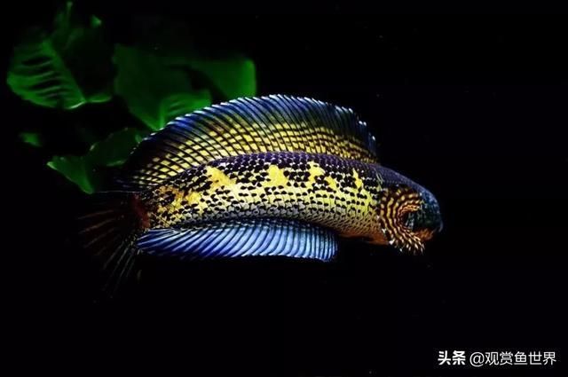 夢幻雷龍魚最大能長多少米：夢幻雷龍魚最大體長可能在30厘米到60厘米之間 龍魚百科 第3張