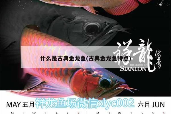 古典金龍魚特點介紹：古典過背金龍魚是一種具有顯著特點的觀賞魚 龍魚百科 第4張