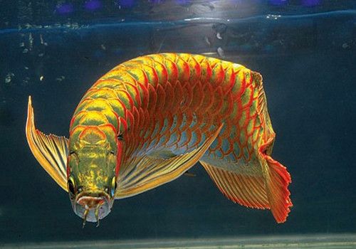 紅龍魚(yú)品種細(xì)分圖：紅龍魚(yú)主要品種及其特征 龍魚(yú)百科 第3張