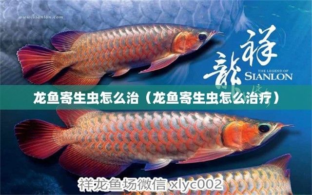 龍魚有寄生蟲怎么治療好：龍魚寄生蟲治療方法 龍魚百科 第2張