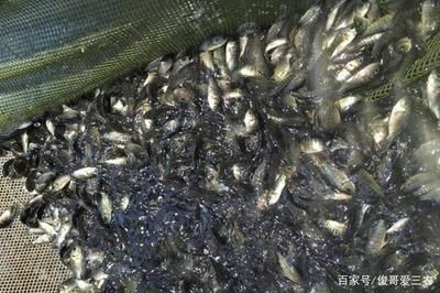 魚苗養(yǎng)殖水溫控制技巧：魚苗養(yǎng)殖水溫波動影響，夏季魚苗降溫方法 龍魚百科 第2張