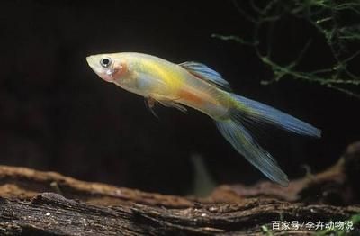 魚苗養(yǎng)殖水溫控制技巧：魚苗養(yǎng)殖水溫波動影響，夏季魚苗降溫方法 龍魚百科 第4張