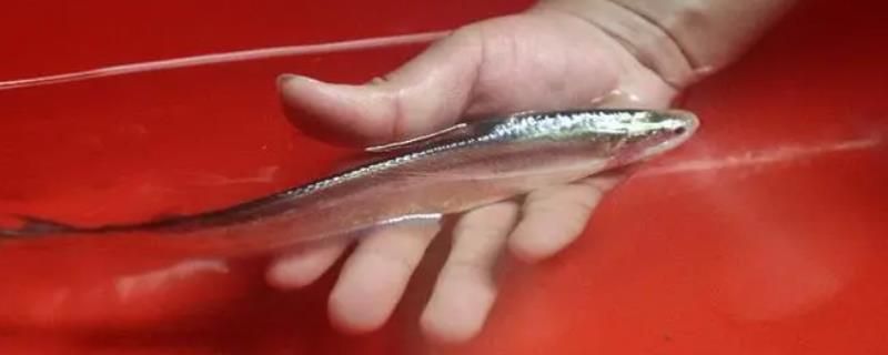 龍魚蒙眼可以用黃粉嗎：黃粉在龍魚蒙眼治療中的作用是什么？ 水族問答 第1張