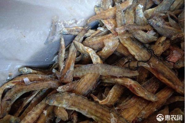 如何安全消毒活體餌料：活體餌料的消毒方法 龍魚(yú)百科 第1張