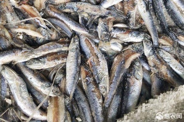 如何安全消毒活體餌料：活體餌料的消毒方法 龍魚(yú)百科 第2張