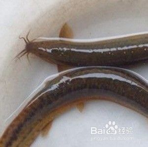 龍魚(yú)喂整條泥鰍：喂龍魚(yú)吃泥鰍需要注意消毒處理、消毒處理、消毒處理 龍魚(yú)百科 第3張