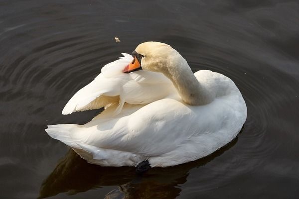 六角恐龍魚溫度多少合適：六角恐龍魚水溫調(diào)節(jié)方法，六角恐龍魚適宜水溫 龍魚百科 第2張