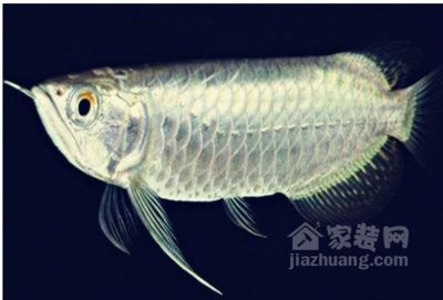 龍魚形態(tài)特征描述是什么：龍魚與其他觀賞魚的區(qū)別， 龍魚百科 第5張