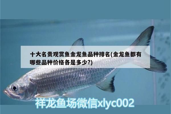 十大最貴金龍魚品種排名：十大最貴金龍魚品種介紹 龍魚百科 第5張