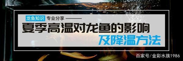 龍魚缸溫度高怎么降溫：夏季養(yǎng)龍魚注意事項(xiàng)，龍魚缸水質(zhì)管理技巧 龍魚百科 第5張