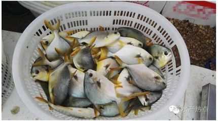 黃鰭鯧魚混養(yǎng)注意事項：黃鰭鯧魚與哪些魚混養(yǎng)和諧 龍魚百科 第5張