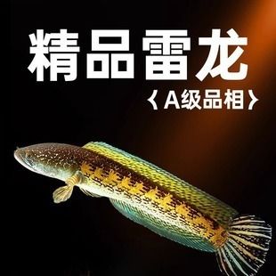 酒紅雷龍魚苗：酒紅雷龍魚苗發(fā)色技巧分享酒紅雷龍魚苗發(fā)色技巧分享 龍魚百科 第1張