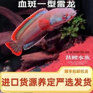 酒紅雷龍魚苗：酒紅雷龍魚苗發(fā)色技巧分享酒紅雷龍魚苗發(fā)色技巧分享 龍魚百科 第2張