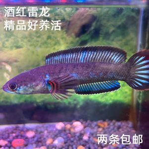 酒紅雷龍魚苗：酒紅雷龍魚苗發(fā)色技巧分享酒紅雷龍魚苗發(fā)色技巧分享 龍魚百科 第4張