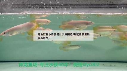 龍魚缸長白蟲怎么辦：龍魚缸中出現(xiàn)長白蟲時應先進行手動或使用漁撈工具清理缸壁 龍魚百科