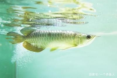 龍魚游泳搖搖晃晃：龍魚游泳搖搖晃晃可能由多種因素引起龍魚游泳不穩(wěn)定 龍魚百科 第3張