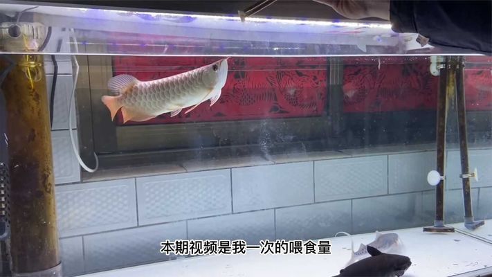 龍魚怎樣喂食河蝦：龍魚喂食河蝦時需注意其食物來源和處理方式以保證水質的清潔和健康