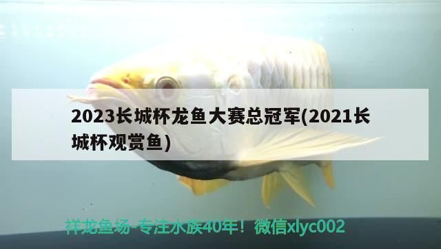 2021年龍魚比賽什么時候：2021年“盤古杯”世界龍魚錦標賽總獎金72萬人民幣