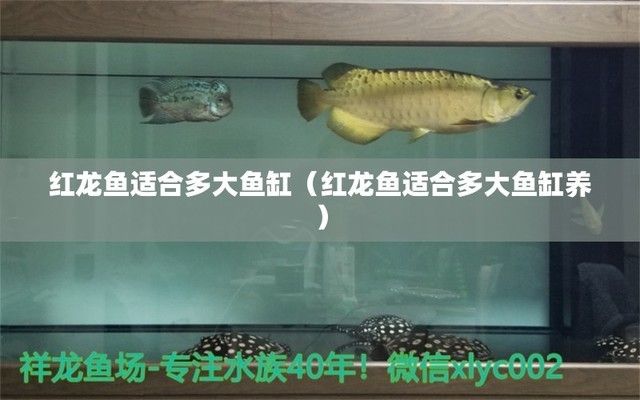 紅龍魚買多大的好：如何選擇合適大小的紅龍魚