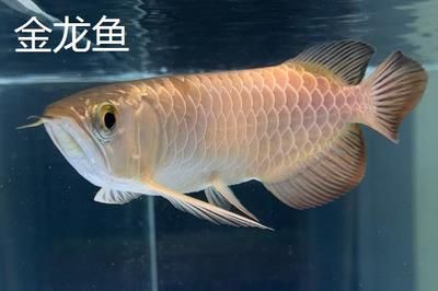 龍魚進(jìn)口限制品種大全圖片：亞洲龍魚進(jìn)口限制品種的進(jìn)口限制品種 龍魚百科 第2張