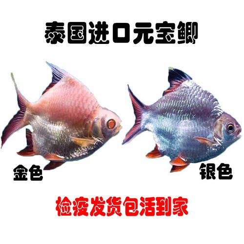 龍魚進口限制品種大全圖片：亞洲龍魚進口限制品種的進口限制品種