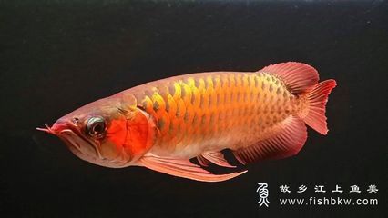 龍魚別名：龍魚文化背景解析,龍魚品種與特征對比,龍魚飼養(yǎng)技巧分享 龍魚百科 第5張