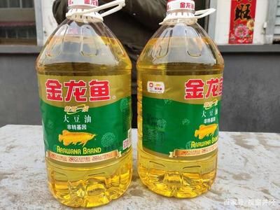 北京買金龍魚去哪里買：北京金龍魚市場價(jià)格對(duì)比金龍魚健康選購指南 龍魚百科 第1張