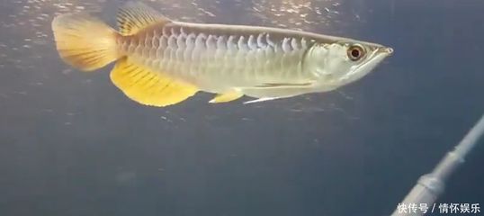 金龍魚一條：金龍魚在家庭烹飪中的應(yīng)用與價(jià)值分析 龍魚百科 第3張