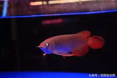 帝王龍魚(yú)深哥最新消息：帝王龍魚(yú)深哥榮獲“長(zhǎng)城杯”冠軍展示卓越釣魚(yú)技巧和生態(tài)理解 龍魚(yú)百科 第2張