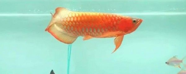 龍魚(yú)趴缸是什么病 龍魚(yú)百科 第5張