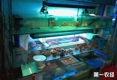 龍魚飼料市場發(fā)展趨勢：龍魚飼料市場正在經歷快速發(fā)展和變革，龍魚飼料行業(yè)領先品牌分析 龍魚百科 第4張