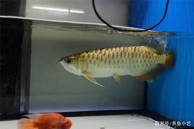 龍魚品種太多如何區(qū)分好壞：如何區(qū)分龍魚品種 龍魚百科 第1張