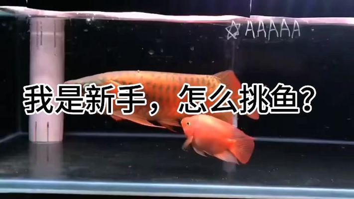 龍魚怎么挑：如何挑選龍魚 龍魚百科 第4張