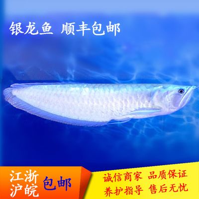 龍魚淡水魚：龍魚是一種在淡水環(huán)境中生活的魚類 龍魚百科 第4張