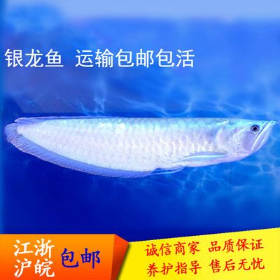 龍魚淡水魚：龍魚是一種在淡水環(huán)境中生活的魚類 龍魚百科 第5張