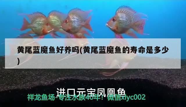 藍(lán)魔金龍魚：關(guān)于藍(lán)魔金龍魚的一些詳細(xì)信息 龍魚百科 第5張