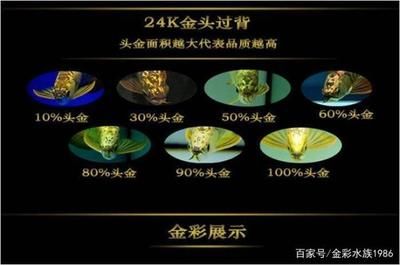 龍魚泡藥發(fā)色：龍魚泡藥發(fā)色是什么？ 龍魚百科 第4張