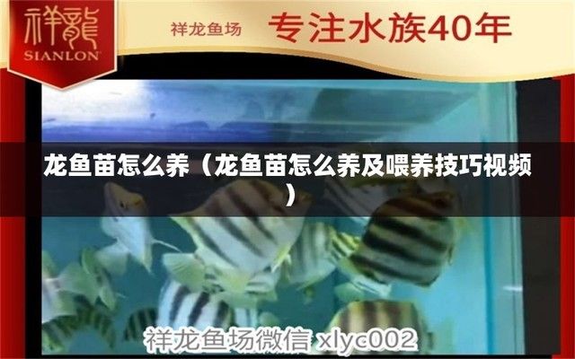 龍魚喂魚苗要經(jīng)過處理嗎？：龍魚喂養(yǎng)技巧分享龍魚喂養(yǎng)技巧分享龍魚喂養(yǎng)技巧分享 龍魚百科 第5張