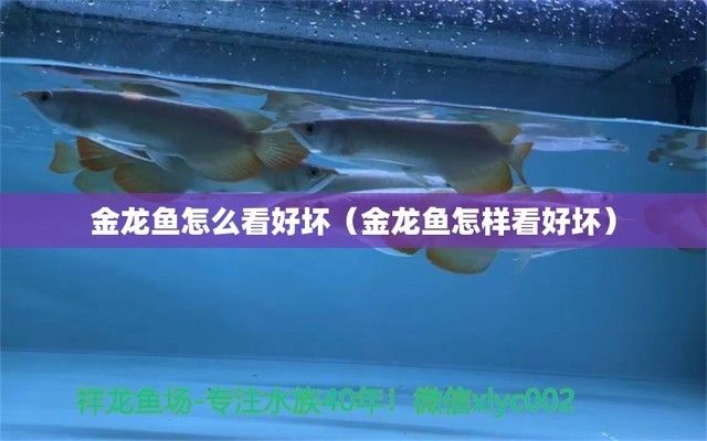 金龍魚產(chǎn)品好不好怎么看出來：如果這里的“金龍魚”是指觀賞魚 龍魚百科 第3張