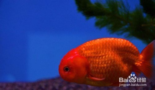 龍魚能吃活魚嗎：龍魚可以吃活魚嗎？ 水族問答 第2張