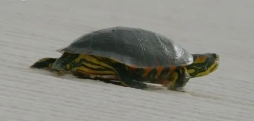 龍魚(yú)能喂豬肉嗎：給龍魚(yú)喂食豬肉會(huì)有什么健康風(fēng)險(xiǎn)嗎？ 水族問(wèn)答 第3張