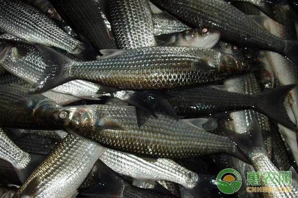 龍魚趴缸不吃食6天死亡：如何診斷和治療龍魚趴缸不進(jìn)食的問題？ 水族問答 第2張