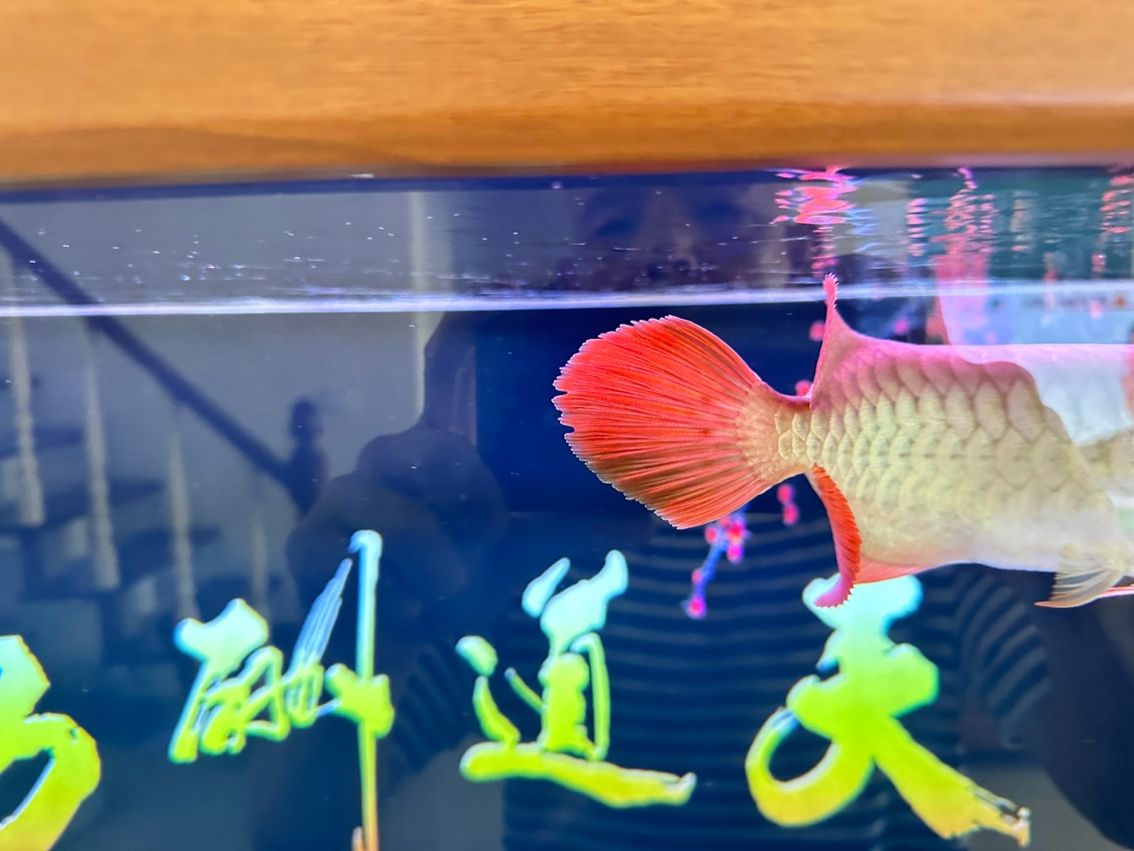 各位前輩：紅龍魚(yú)散尾是什么原因：紅龍魚(yú)散尾怎么辦 觀賞魚(yú)論壇 第3張