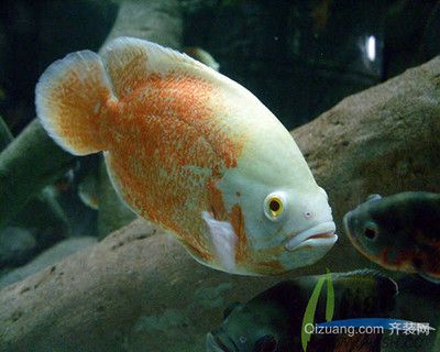 龍魚趴在缸底一動不動：如果龍魚長時(shí)間趴在缸底不動，我該怎么辦？ 水族問答 第2張