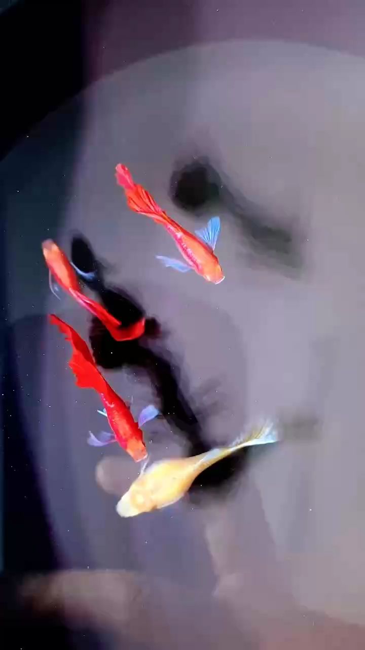 珍品孔雀魚：孔雀魚在水族館中的重要性，旨在幫助更多人了解并欣賞孔雀魚的獨特魅力 觀賞魚論壇