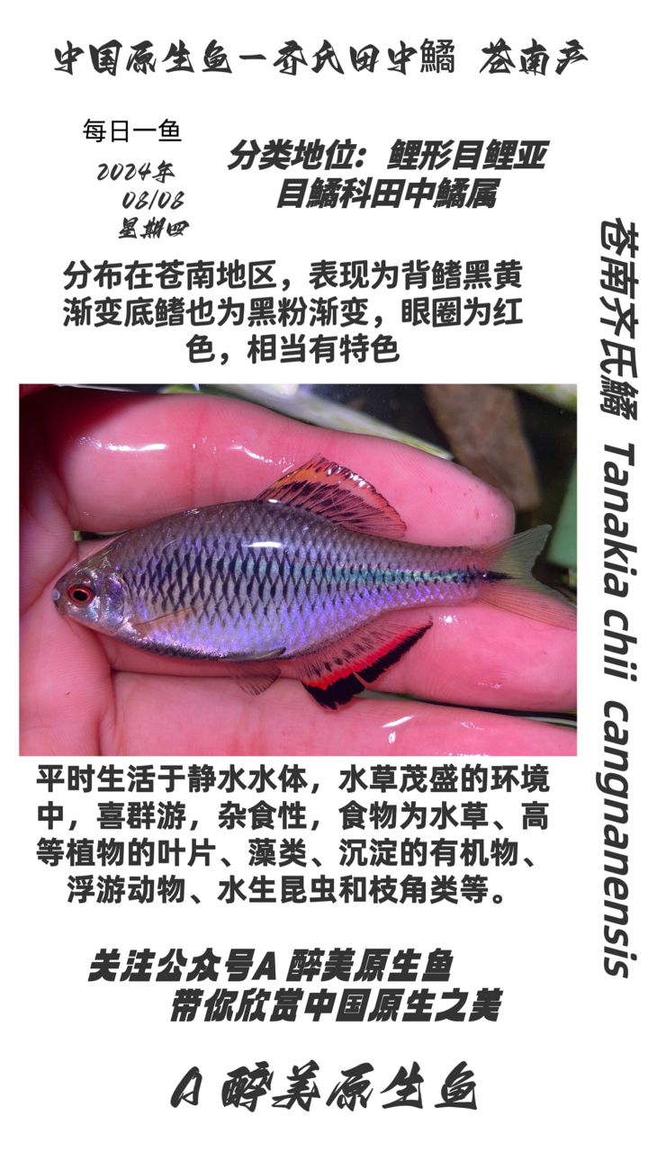 蒼南齊氏鱊：蒼南齊氏鱊是一種特殊的魚類屬于鯉科鱅屬于鯉科鱅屬 觀賞魚論壇