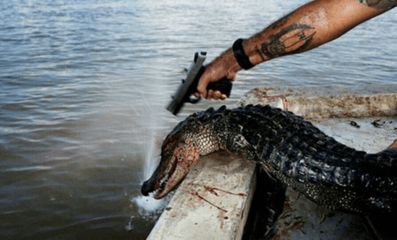 龍魚切尾：關(guān)于龍魚切尾的問題 水族問答 第2張