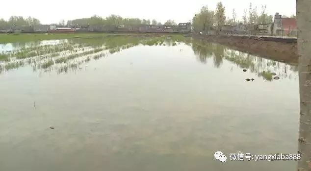 龍魚缺氧會趴缸嗎：龍魚在缺氧時會出現(xiàn)趴缸現(xiàn)象 水族問答 第1張